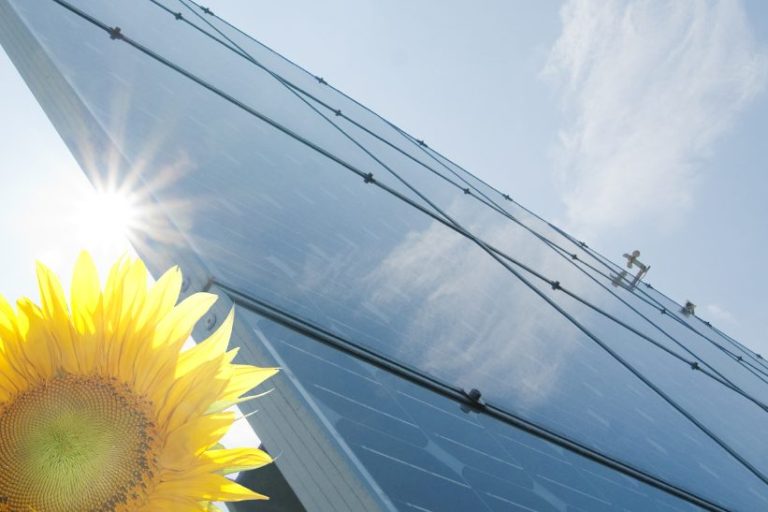 Nahaufnahme Photovoltaikmodulen mit Sonnenblume im Vordergrund